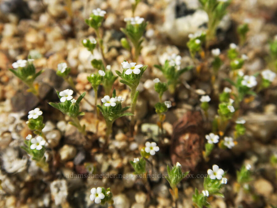 tiny cryptantha (Cryptantha sp.) [Jawbone Canyon, Kern County, California]