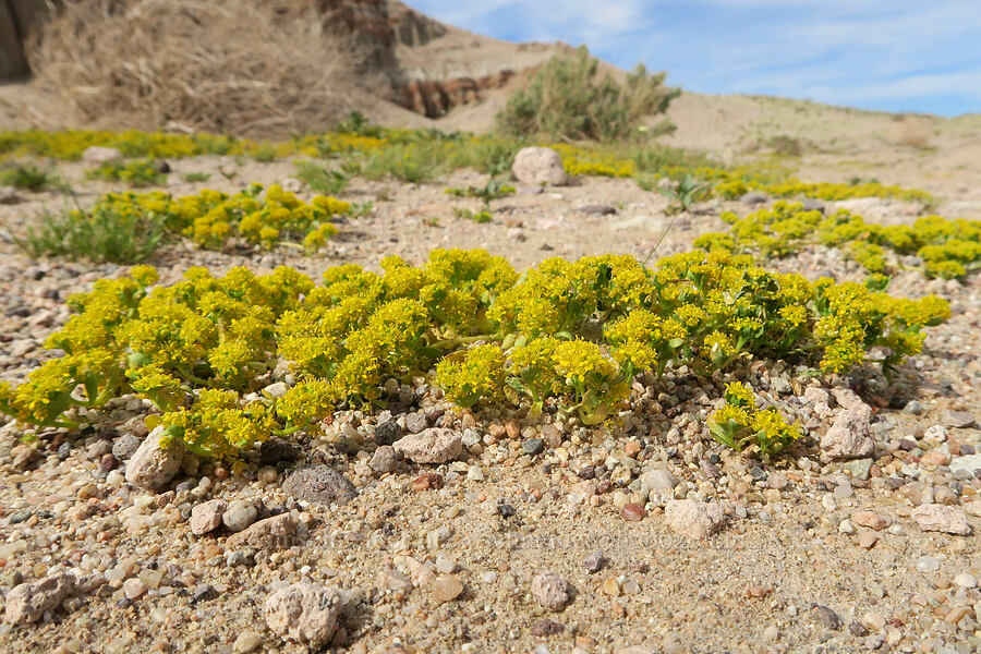 yellow pepper-weed (Lepidium flavum) [Red Rock Canyon State Park, Kern County, California]