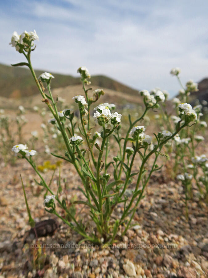 Mojave cryptantha (?) (Cryptantha mohavensis) [Red Rock Canyon State Park, Kern County, California]