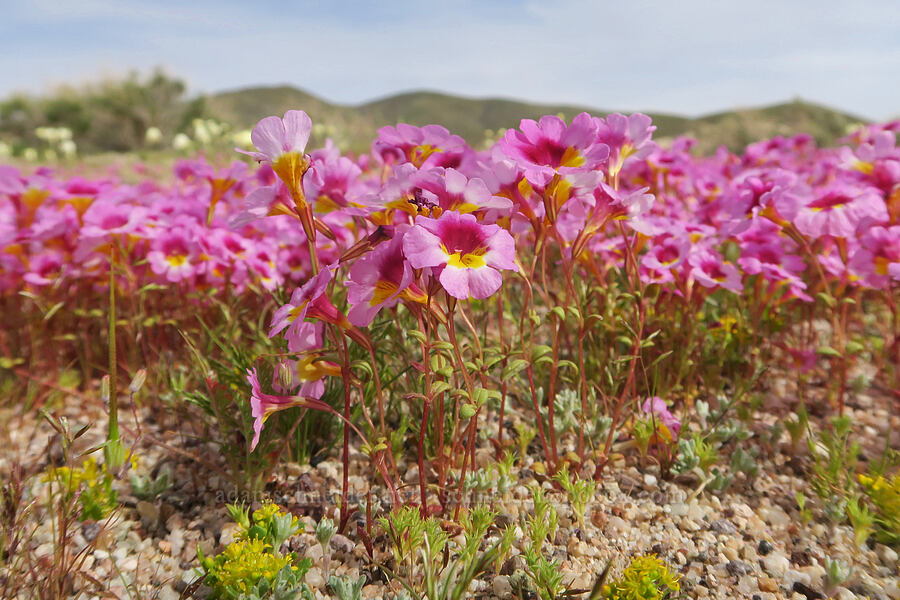 Red Rock Canyon monkeyflower (Erythranthe rhodopetra) [Red Rock Canyon State Park, Kern County, California]