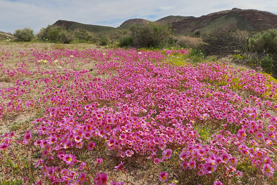 Red Rock Canyon monkeyflower (Erythranthe rhodopetra) [Red Rock Canyon State Park, Kern County, California]