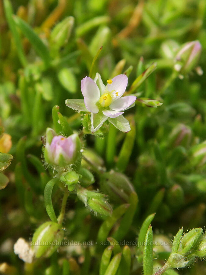 salt-marsh sand-spurry (Spergularia marina (Spergularia salina)) [Red Rock Canyon State Park, Kern County, California]