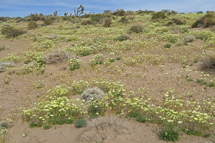 scale bud (Anisocoma acaulis) [Red Rock Canyon State Park, Kern County, California]