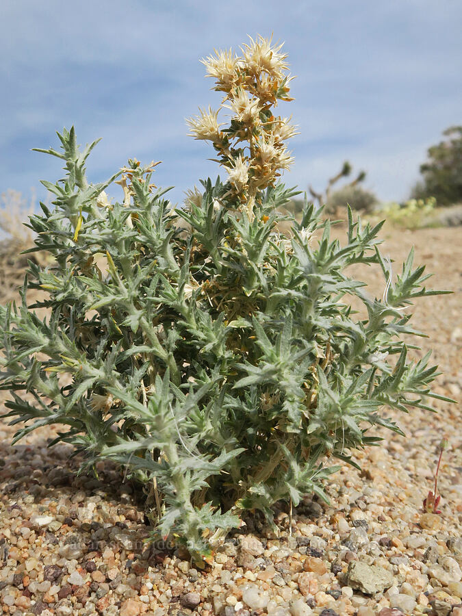 something woolly and spiny [Red Rock Canyon State Park, Kern County, California]
