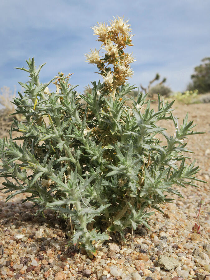 woolly-star leaves (and last year's flowers) (Eriastrum sp.) [Red Rock Canyon State Park, Kern County, California]