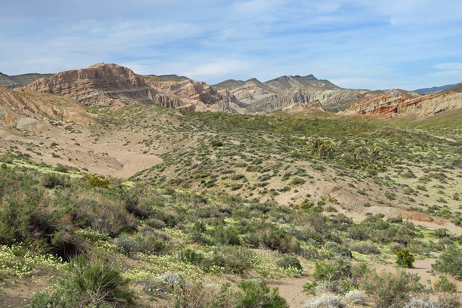 desert scrub & cliffs [Red Rock Canyon State Park, Kern County, California]