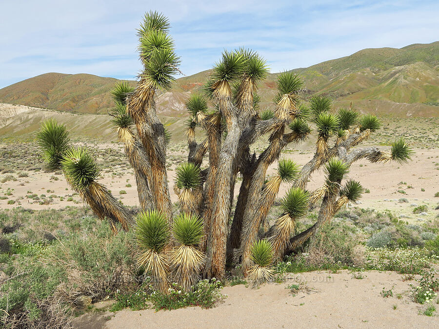 Joshua trees (Yucca brevifolia) [Red Rock Canyon State Park, Kern County, California]