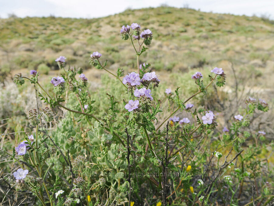 distant phacelia (Phacelia distans) [Red Rock Canyon State Park, Kern County, California]