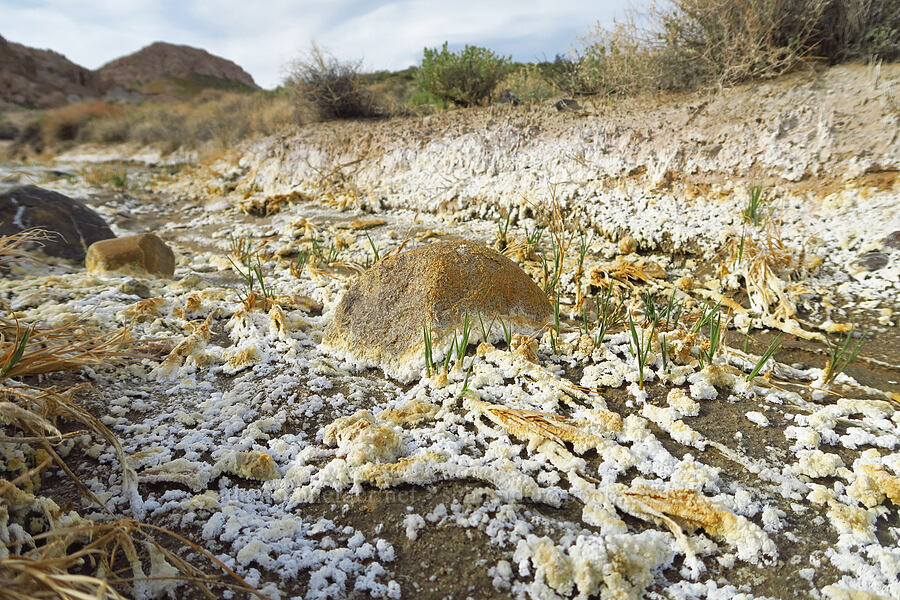 salt [Red Rock Canyon State Park, Kern County, California]