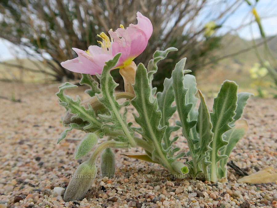 evening-primrose (Oenothera sp.) [Red Rock Canyon State Park, Kern County, California]