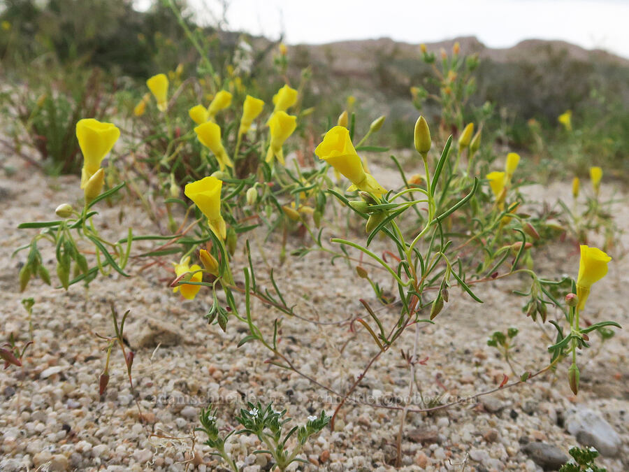 Mojave sun-cups (Camissonia campestris) [Red Rock Canyon State Park, Kern County, California]