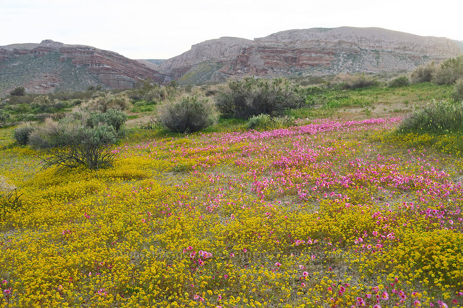Red Rock Canyon monkeyflower & gold-fields (Erythranthe rhodopetra, Lasthenia gracilis) [Red Rock Canyon State Park, Kern County, California]