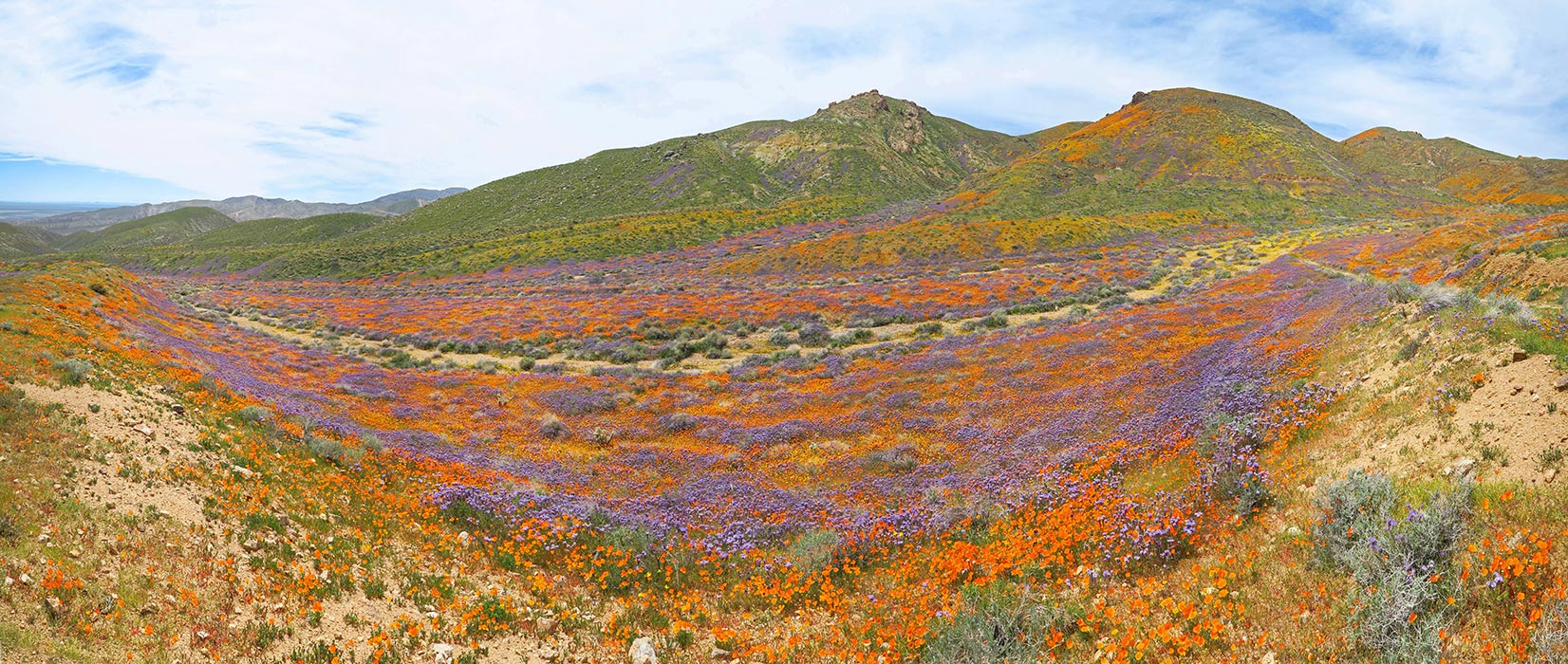 Sugarloaf Park wildflower panorama (Eschscholzia californica, Phacelia tanacetifolia, Leptosyne bigelovii (Coreopsis bigelovii), Lasthenia gracilis) [Sugarloaf Park, Kern County, California]