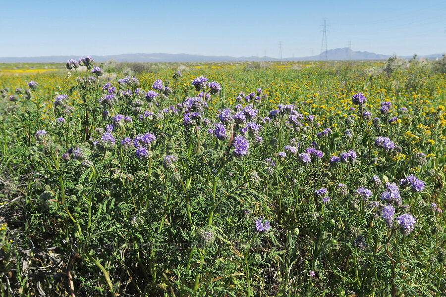 phacelia (Phacelia sp.) [U.S. Highway 395, San Bernardino County, California]