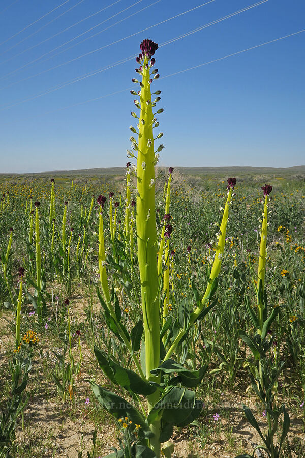 desert candle (Caulanthus inflatus) [U.S. Highway 395, San Bernardino County, California]