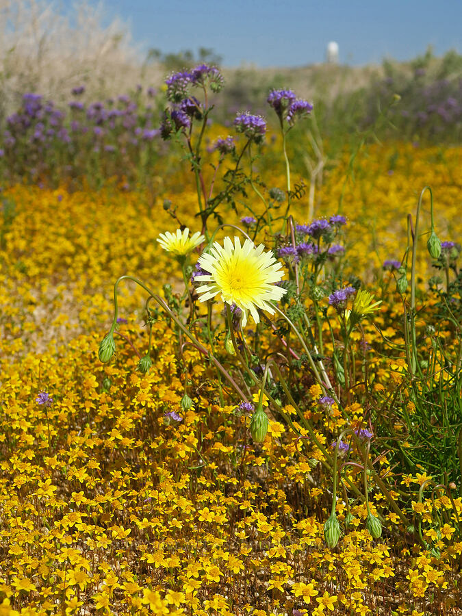 wildflowers (Malacothrix glabrata, Phacelia distans, Lasthenia gracilis) [Balsamo Road, San Bernardino County, California]