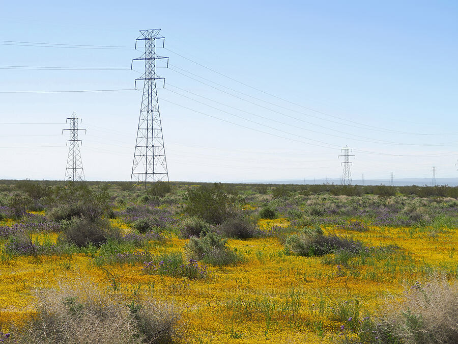 wildflowers & power lines (Lasthenia gracilis, Phacelia distans, Malacothrix coulteri) [Balsamo Road, San Bernardino County, California]