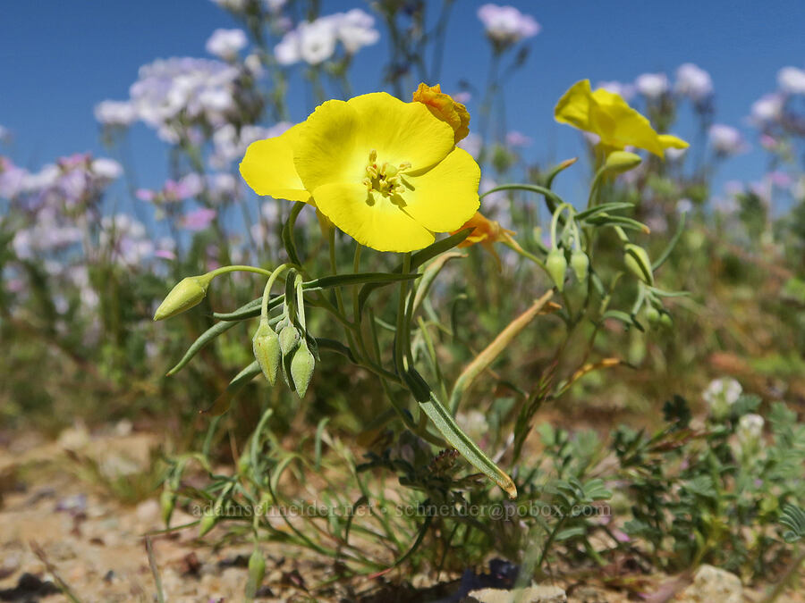 Mojave sun-cup (Camissonia campestris ssp. campestris) [Irwin Road, San Bernardino County, California]