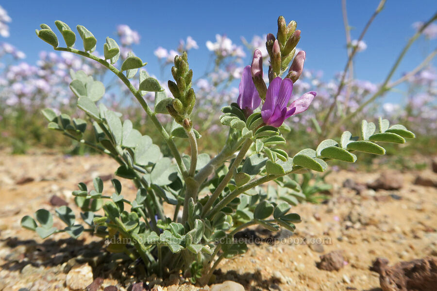 freckled milk-vetch (?) (Astragalus lentiginosus var. variabilis) [Irwin Road, San Bernardino County, California]