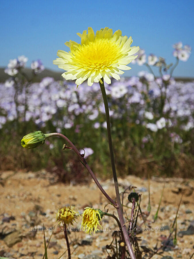 desert-dandelion (Malacothrix glabrata) [Irwin Road, San Bernardino County, California]