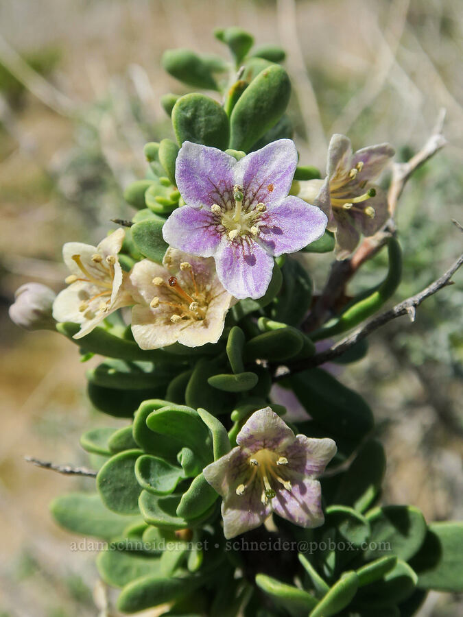 rabbit-thorn/wolf-berry (Lycium pallidum var. oligospermum) [Rainbow Basin Natural Area, San Bernardino County, California]