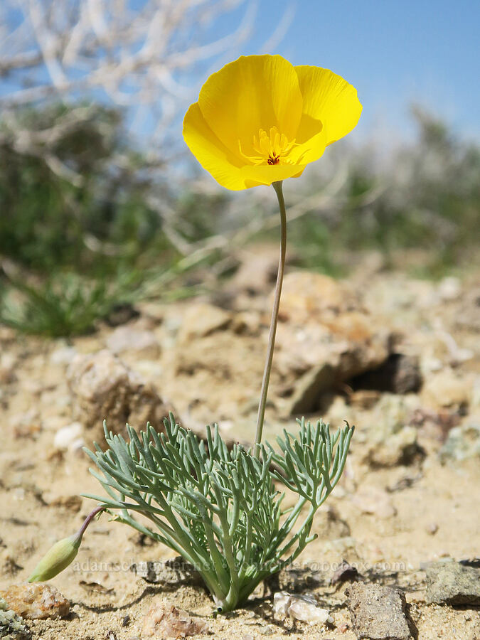 Mojave poppy (Eschscholzia glyptosperma) [Rainbow Basin Natural Area, San Bernardino County, California]