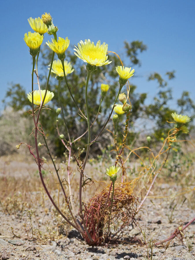 desert-dandelions (Malacothrix glabrata) [Rasor Road, San Bernardino County, California]