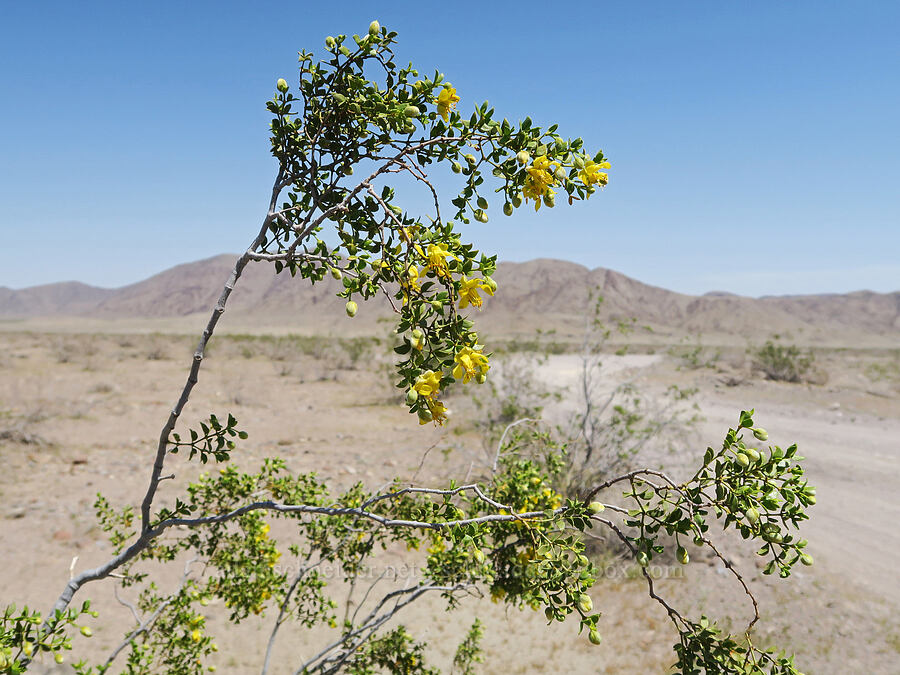 creosote bush (Larrea tridentata) [Rasor Road, San Bernardino County, California]