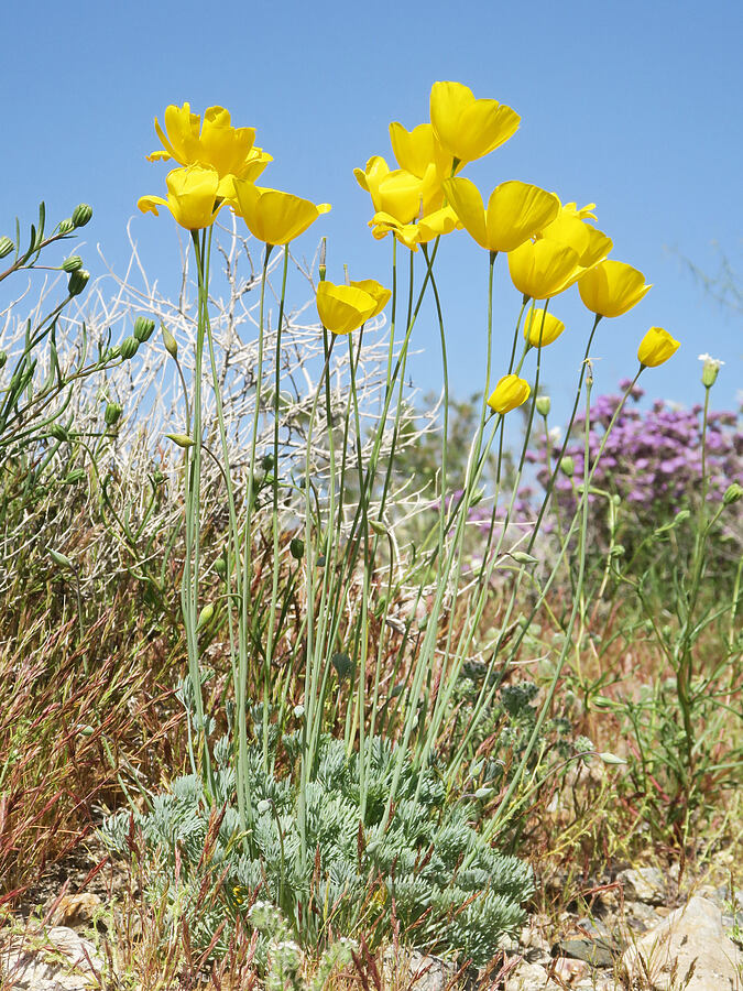 Mojave poppies (Eschscholzia glyptosperma) [Smith Talc Road, San Bernardino County, California]