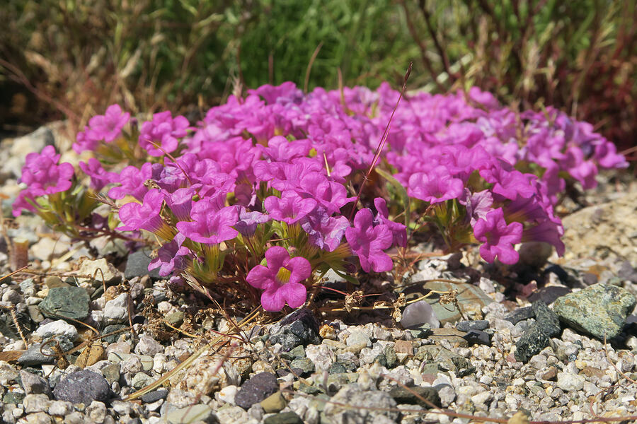 purple-mat (Nama demissa (Nama demissum)) [Excelsior Mine Road, Inyo County, California]