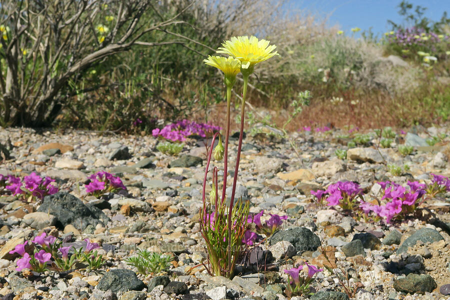 desert-dandelions & purple-mat (Malacothrix glabrata, Nama demissa (Nama demissum)) [Excelsior Mine Road, Inyo County, California]