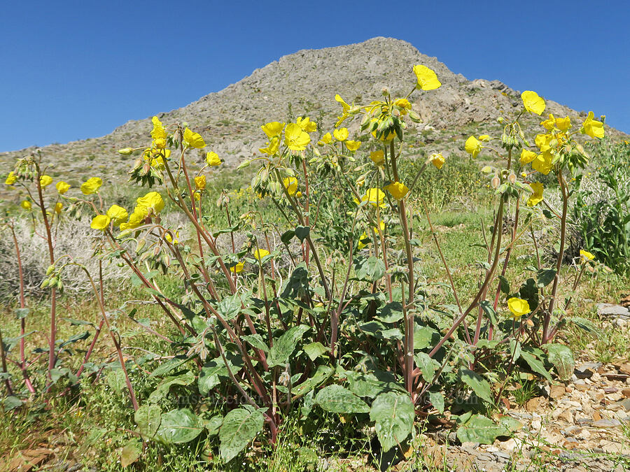 golden sun-cups (Chylismia brevipes (Camissonia brevipes)) [Excelsior Mine Road, Inyo County, California]