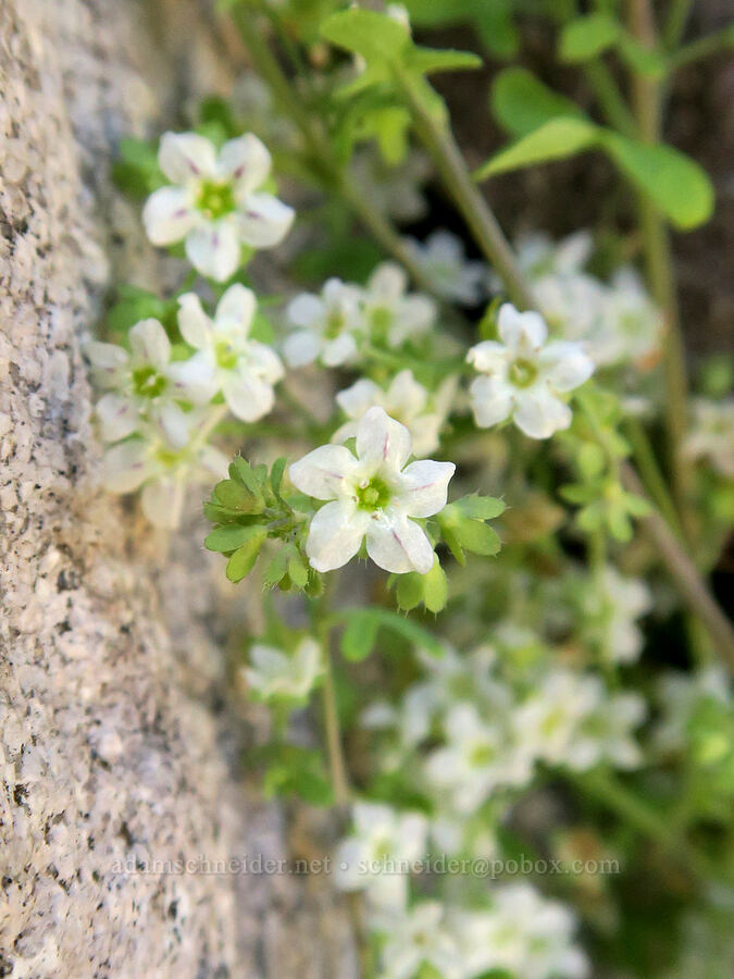 white fiesta-flower (Pholistoma membranaceum) [Excelsior Mine Road, San Bernardino County, California]