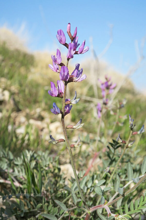 milk-vetch (Astragalus sp.) [Excelsior Mine Road, San Bernardino County, California]