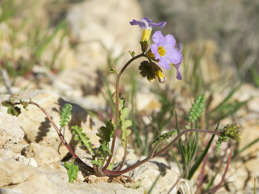 Fremont's phacelia (Phacelia fremontii) [Excelsior Mine Road, San Bernardino County, California]