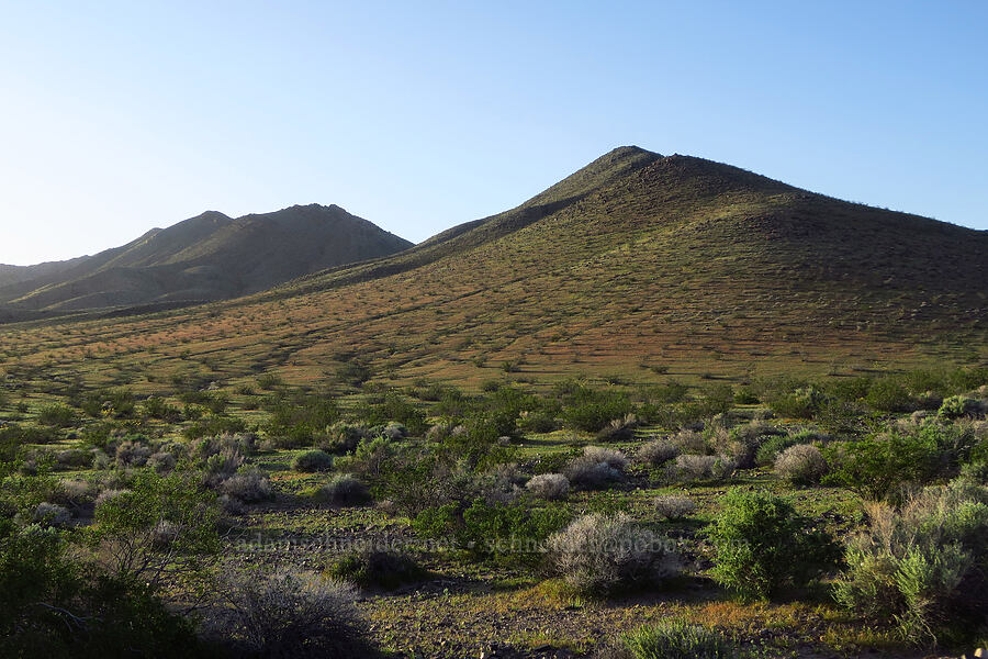 evening shadows [Mesquite Valley Road, Inyo County, California]