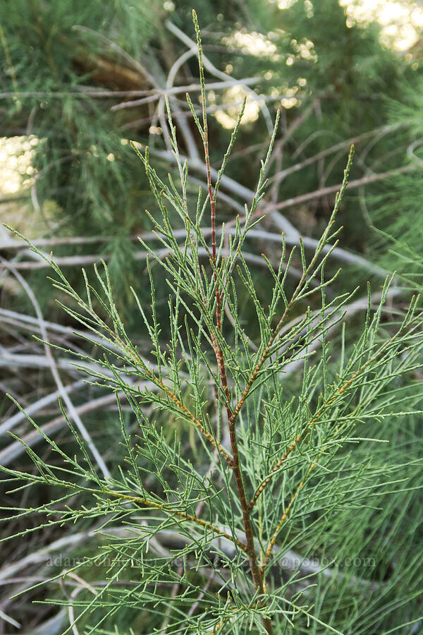 tamarisk (Tamarix sp.) [Tule Spring, Inyo County, California]