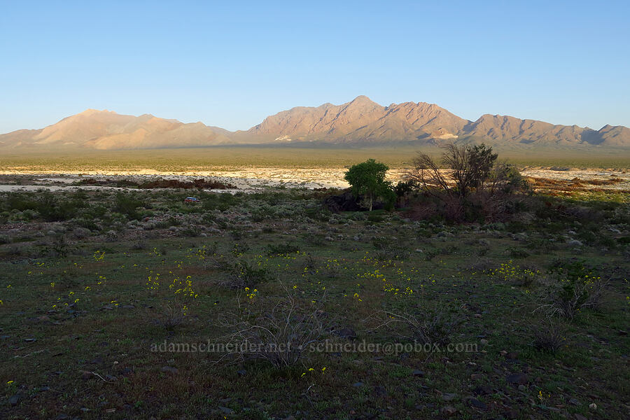 Tule Spring & the Kingston Range [Tule Spring, Inyo County, California]