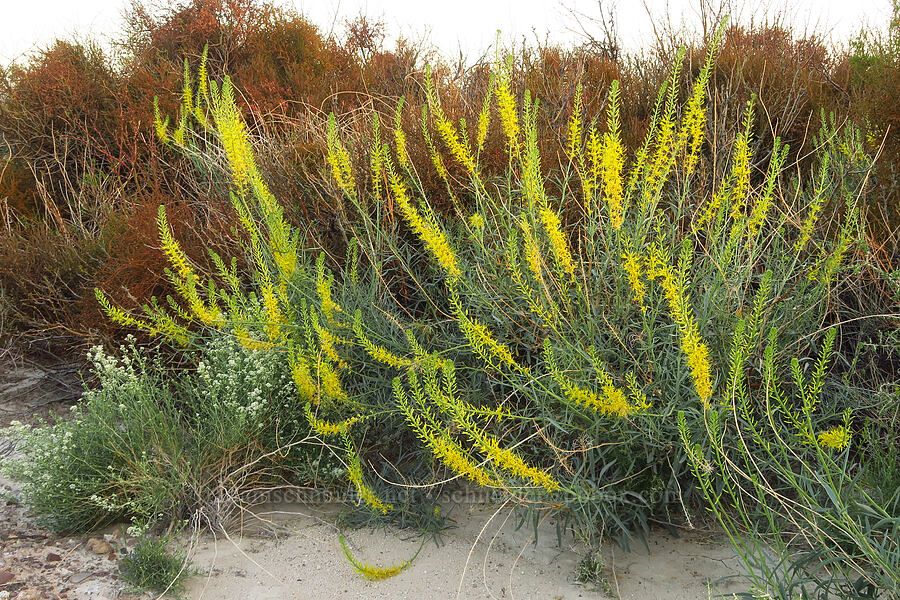 prince's-plume (Stanleya pinnata) [Tule Spring, Inyo County, California]