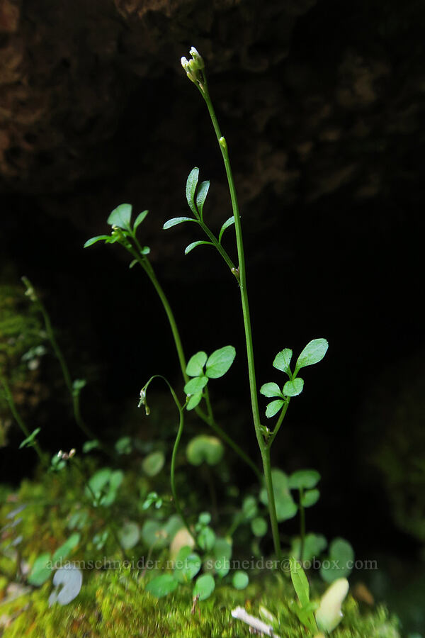 bitter-cress (Cardamine sp.) [Hopkins Chocolate Cave, Lava Beds National Monument, Siskiyou County, California]