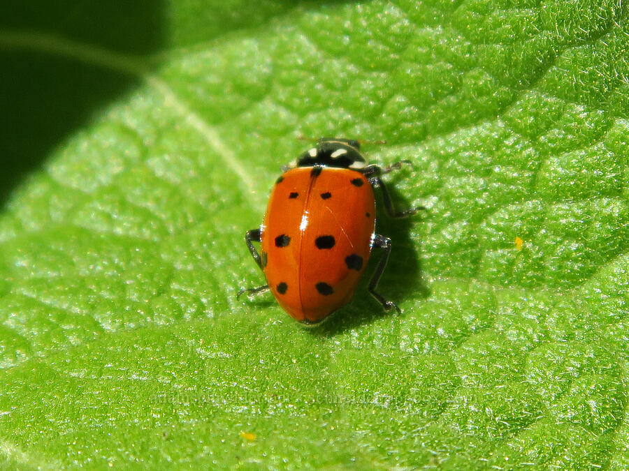 convergent lady beetle (ladybug) (Hippodamia convergens) [Mill Creek Ridge Preserve, Wasco County, Oregon]