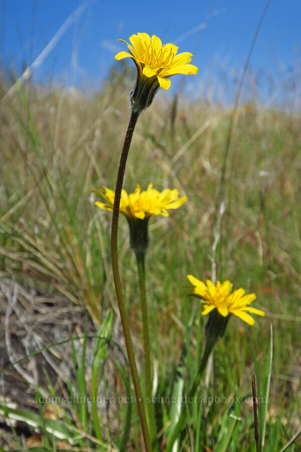 sagebrush false dandelions (Nothocalais troximoides (Microseris troximoides)) [Mill Creek Ridge Preserve, Wasco County, Oregon]