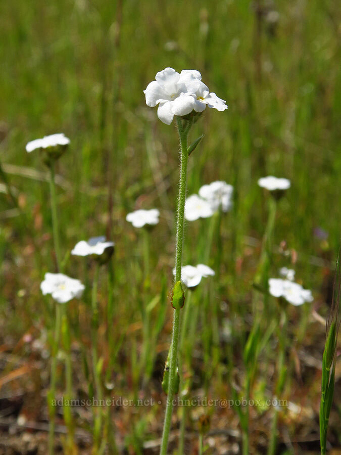 slender popcorn flower (Plagiobothrys tenellus) [Mill Creek Ridge Preserve, Wasco County, Oregon]