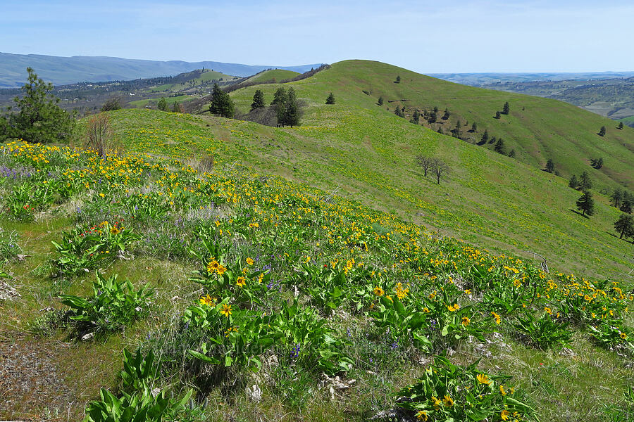 wildflowers [Mill Creek Ridge Preserve, Wasco County, Oregon]