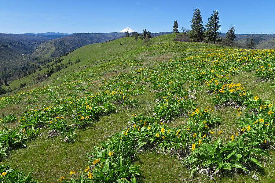 balsamroot (Balsamorhiza sp.) [Mill Creek Ridge Preserve, Wasco County, Oregon]