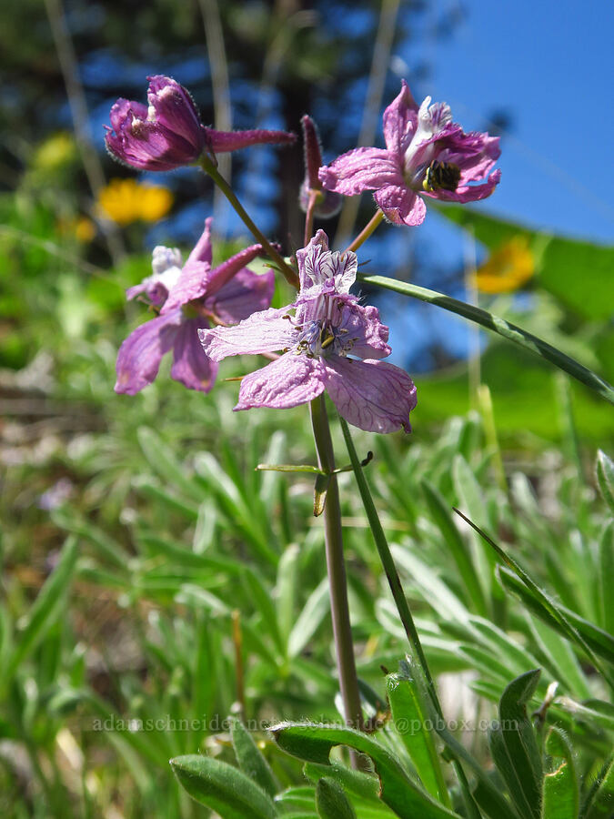 pink larkspur (Delphinium nuttallianum) [Mill Creek Ridge Preserve, Wasco County, Oregon]