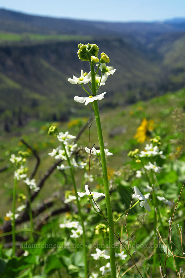 manroot flowers (Marah oregana (Marah oreganus)) [Mill Creek Ridge Preserve, Wasco County, Oregon]
