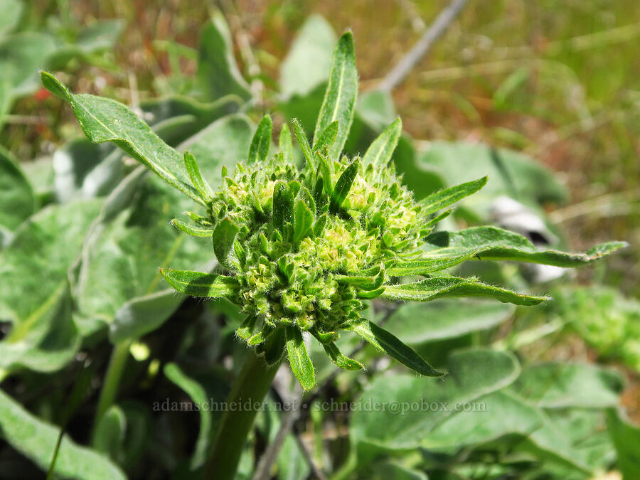 heart-leaf buckwheat, budding (Eriogonum compositum) [Mill Creek Ridge Preserve, Wasco County, Oregon]