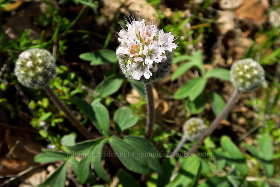ball-head waterleaf (Hydrophyllum capitatum var. thompsonii) [Mill Creek Ridge Preserve, Wasco County, Oregon]