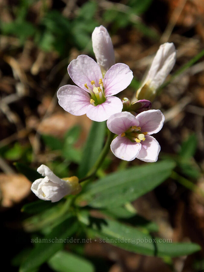 oaks toothwort (Cardamine nuttallii) [Mill Creek Ridge Preserve, Wasco County, Oregon]